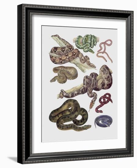 Close-Up of Various Snakes-null-Framed Giclee Print