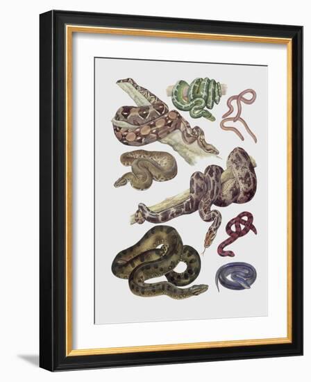 Close-Up of Various Snakes-null-Framed Giclee Print