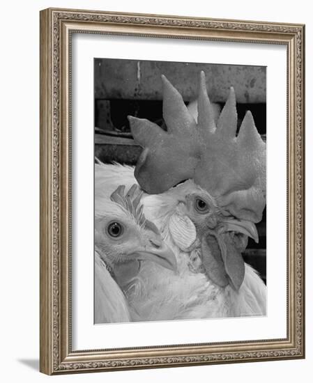 Close Up of View of Two White Leghorns, That Hatched at the Same Time-Bernard Hoffman-Framed Photographic Print