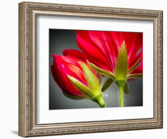 Close Up of Vining Geranium from Back of Flower-Rona Schwarz-Framed Photographic Print