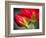 Close Up of Vining Geranium from Back of Flower-Rona Schwarz-Framed Photographic Print