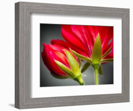 Close Up of Vining Geranium from Back of Flower-Rona Schwarz-Framed Photographic Print