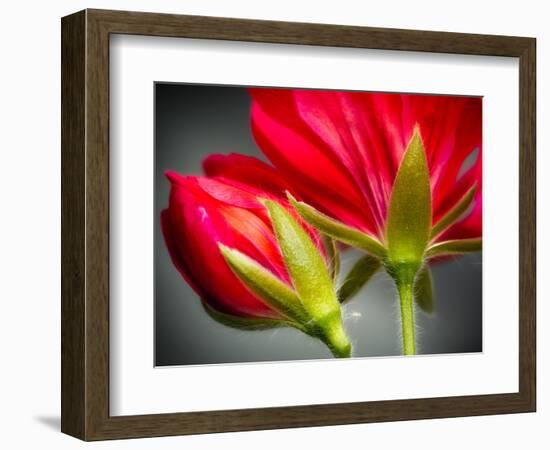 Close Up of Vining Geranium from Back of Flower-Rona Schwarz-Framed Photographic Print