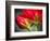 Close Up of Vining Geranium from Back of Flower-Rona Schwarz-Framed Photographic Print