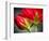 Close Up of Vining Geranium from Back of Flower-Rona Schwarz-Framed Photographic Print