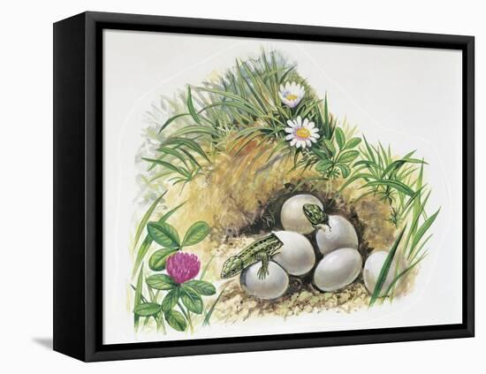 Close-Up of Wall Lizards Hatching Eggs (Podarcis Muralis)-null-Framed Premier Image Canvas