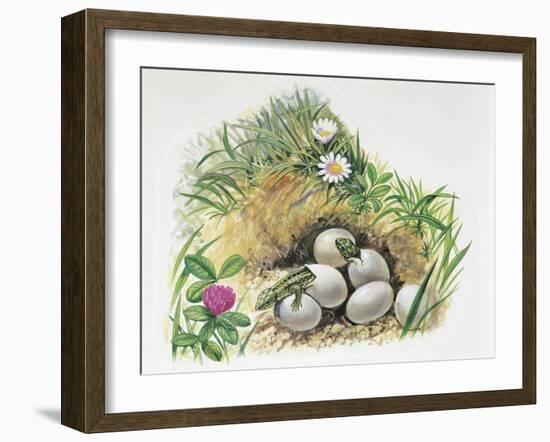 Close-Up of Wall Lizards Hatching Eggs (Podarcis Muralis)-null-Framed Giclee Print