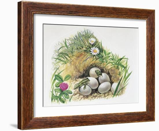 Close-Up of Wall Lizards Hatching Eggs (Podarcis Muralis)-null-Framed Giclee Print
