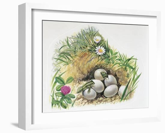 Close-Up of Wall Lizards Hatching Eggs (Podarcis Muralis)-null-Framed Giclee Print