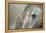 Close-Up of Walrus Eye, Hudson Bay, Nunavut, Canada-Paul Souders-Framed Premier Image Canvas