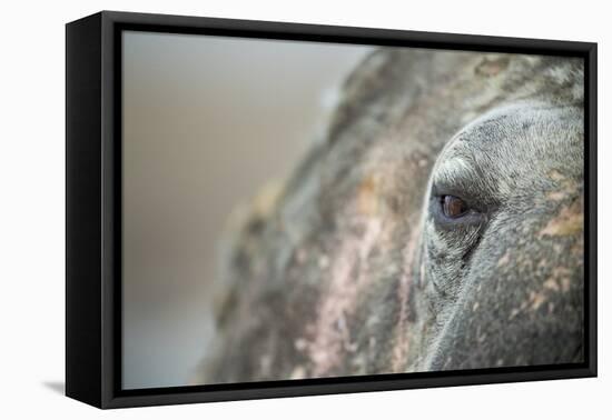 Close-Up of Walrus Eye, Hudson Bay, Nunavut, Canada-Paul Souders-Framed Premier Image Canvas