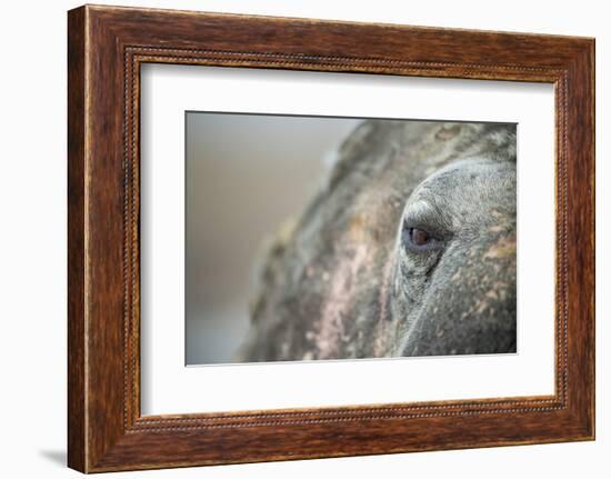 Close-Up of Walrus Eye, Hudson Bay, Nunavut, Canada-Paul Souders-Framed Photographic Print