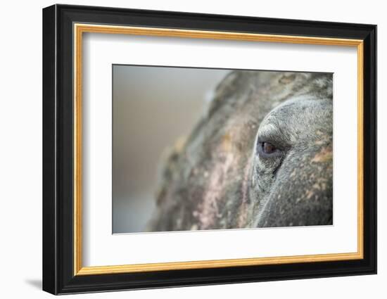 Close-Up of Walrus Eye, Hudson Bay, Nunavut, Canada-Paul Souders-Framed Photographic Print