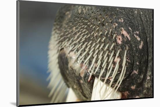 Close-Up of Walrus Muzzle, Hudson Bay, Nunavut, Canada-Paul Souders-Mounted Photographic Print