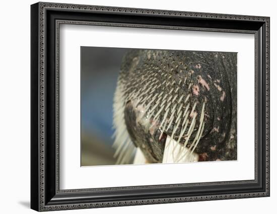 Close-Up of Walrus Muzzle, Hudson Bay, Nunavut, Canada-Paul Souders-Framed Photographic Print