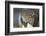 Close-Up of Walrus Muzzle, Hudson Bay, Nunavut, Canada-Paul Souders-Framed Photographic Print