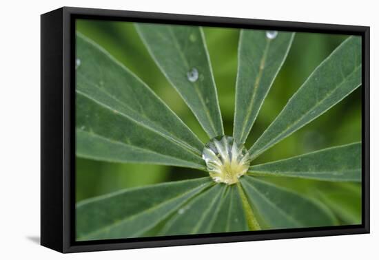 Close-Up of Water Droplet in Center of Leaves-Matt Freedman-Framed Premier Image Canvas