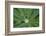 Close-Up of Water Droplet in Center of Leaves-Matt Freedman-Framed Photographic Print