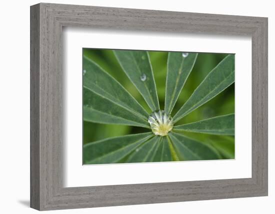 Close-Up of Water Droplet in Center of Leaves-Matt Freedman-Framed Photographic Print