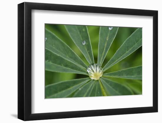 Close-Up of Water Droplet in Center of Leaves-Matt Freedman-Framed Photographic Print