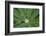 Close-Up of Water Droplet in Center of Leaves-Matt Freedman-Framed Photographic Print