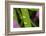 Close-Up of Water Droplets on Blades of Grass-Matt Freedman-Framed Photographic Print