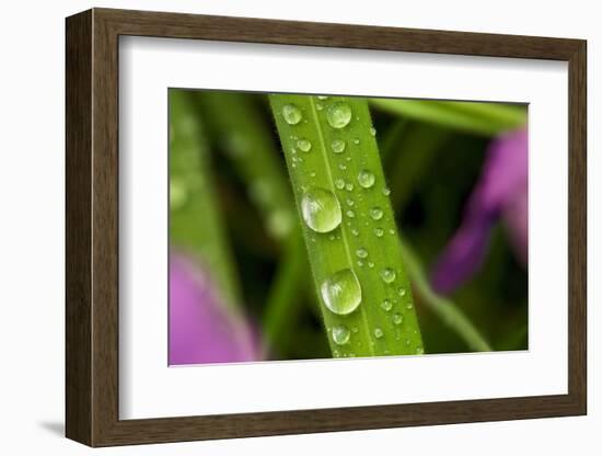 Close-Up of Water Droplets on Blades of Grass-Matt Freedman-Framed Photographic Print