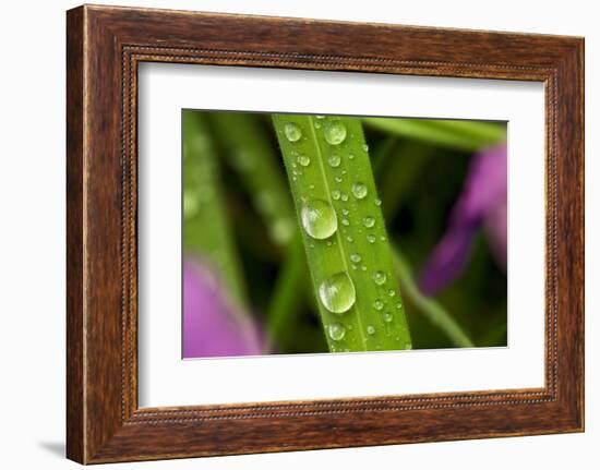 Close-Up of Water Droplets on Blades of Grass-Matt Freedman-Framed Photographic Print