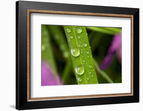 Close-Up of Water Droplets on Blades of Grass-Matt Freedman-Framed Photographic Print