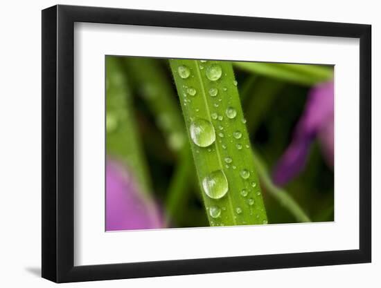 Close-Up of Water Droplets on Blades of Grass-Matt Freedman-Framed Photographic Print