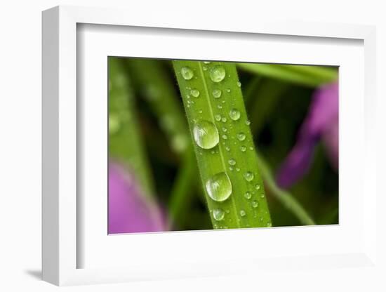 Close-Up of Water Droplets on Blades of Grass-Matt Freedman-Framed Photographic Print