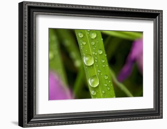 Close-Up of Water Droplets on Blades of Grass-Matt Freedman-Framed Photographic Print