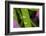 Close-Up of Water Droplets on Blades of Grass-Matt Freedman-Framed Photographic Print