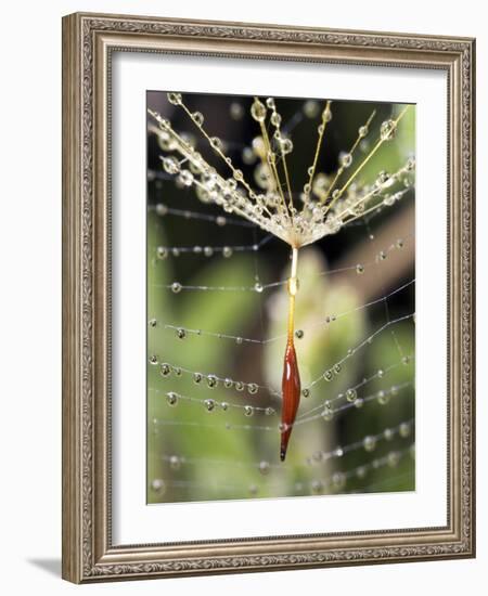 Close-up of Water Droplets on Dandelion Seed Caught in Spider Web, San Diego, California, USA-Christopher Talbot Frank-Framed Photographic Print