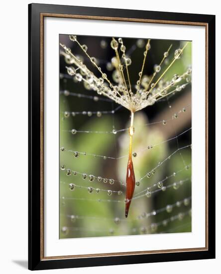 Close-up of Water Droplets on Dandelion Seed Caught in Spider Web, San Diego, California, USA-Christopher Talbot Frank-Framed Photographic Print