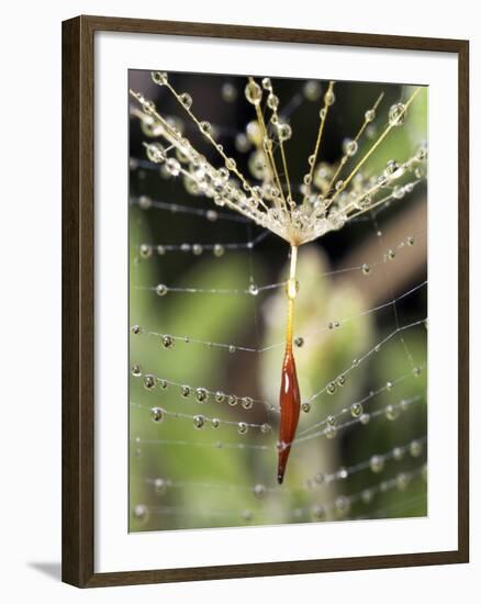Close-up of Water Droplets on Dandelion Seed Caught in Spider Web, San Diego, California, USA-Christopher Talbot Frank-Framed Photographic Print