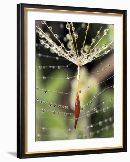 Close-up of Water Droplets on Dandelion Seed Caught in Spider Web, San Diego, California, USA-Christopher Talbot Frank-Framed Photographic Print