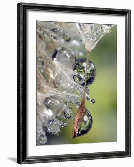 Close-up of Water Droplets on Dandelion Seed, San Diego, California, USA-Christopher Talbot Frank-Framed Photographic Print