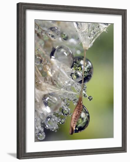 Close-up of Water Droplets on Dandelion Seed, San Diego, California, USA-Christopher Talbot Frank-Framed Photographic Print