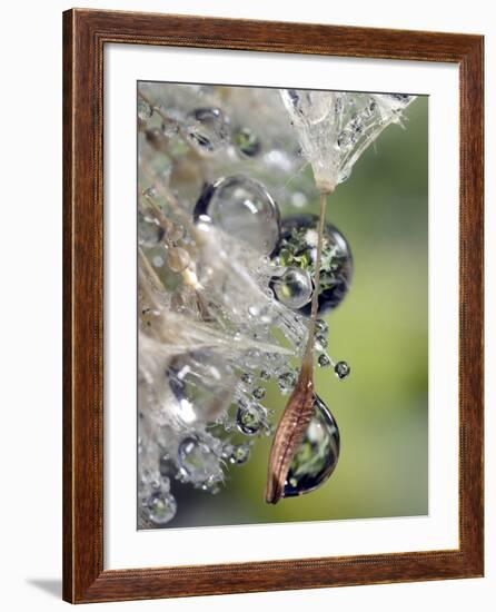 Close-up of Water Droplets on Dandelion Seed, San Diego, California, USA-Christopher Talbot Frank-Framed Photographic Print