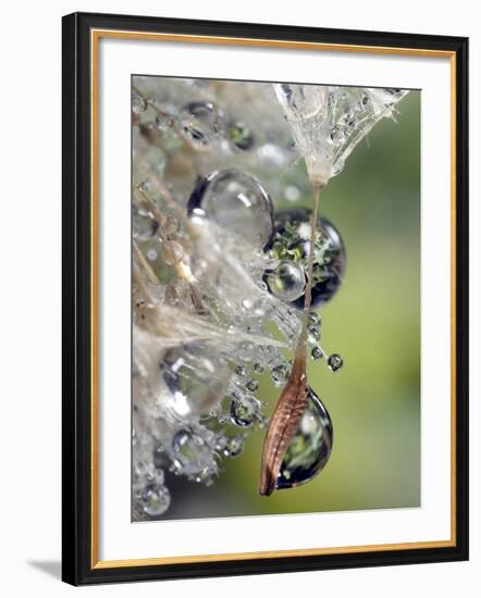 Close-up of Water Droplets on Dandelion Seed, San Diego, California, USA-Christopher Talbot Frank-Framed Photographic Print