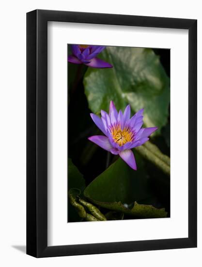 Close-Up of Water Lily Flower, Moorea, Tahiti, French Polynesia-null-Framed Photographic Print