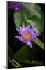 Close-Up of Water Lily Flower, Moorea, Tahiti, French Polynesia-null-Mounted Photographic Print