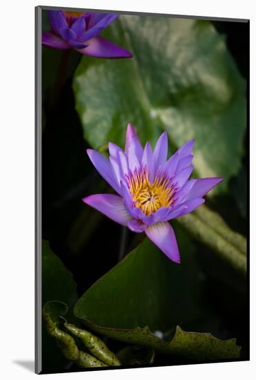Close-Up of Water Lily Flower, Moorea, Tahiti, French Polynesia-null-Mounted Photographic Print
