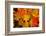 Close-up of wet autumn leaves, Portland, Oregon, USA-Panoramic Images-Framed Photographic Print