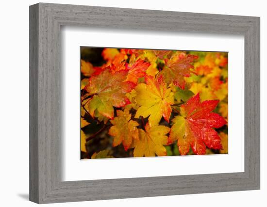 Close-up of wet autumn leaves, Portland, Oregon, USA-Panoramic Images-Framed Photographic Print