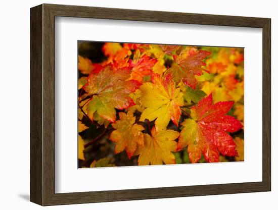 Close-up of wet autumn leaves, Portland, Oregon, USA-Panoramic Images-Framed Photographic Print