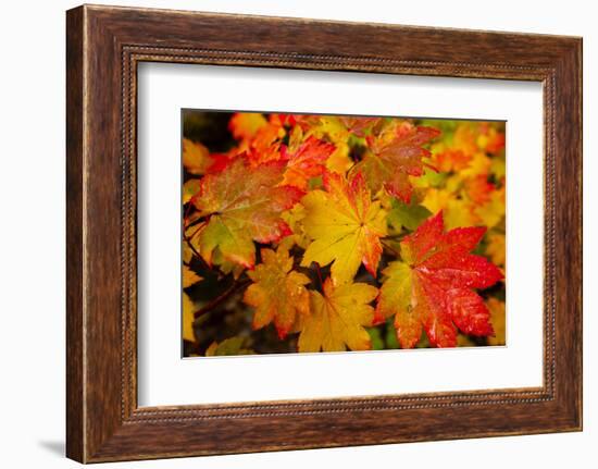 Close-up of wet autumn leaves, Portland, Oregon, USA-Panoramic Images-Framed Photographic Print