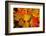 Close-up of wet autumn leaves, Portland, Oregon, USA-Panoramic Images-Framed Photographic Print