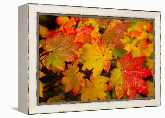 Close-up of wet autumn leaves, Portland, Oregon, USA-Panoramic Images-Framed Premier Image Canvas